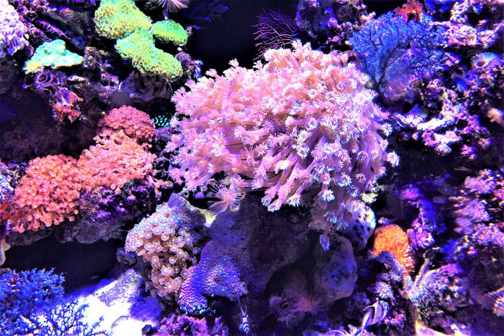S E A Aquarium